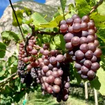 Pinot grigio "Klausner"