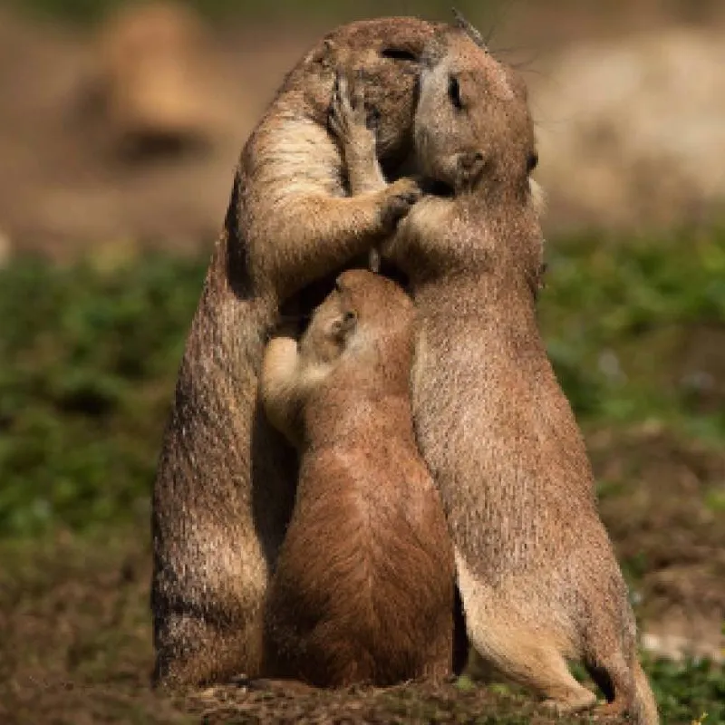 The Wild West: A Prairie Dog's Life