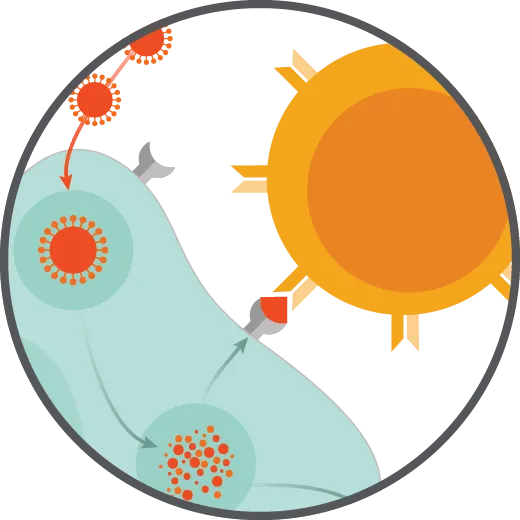 immunoSEQ T-MAP COVID