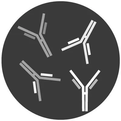 REpAb™ Polyclonal Antibody Protein Sequencing