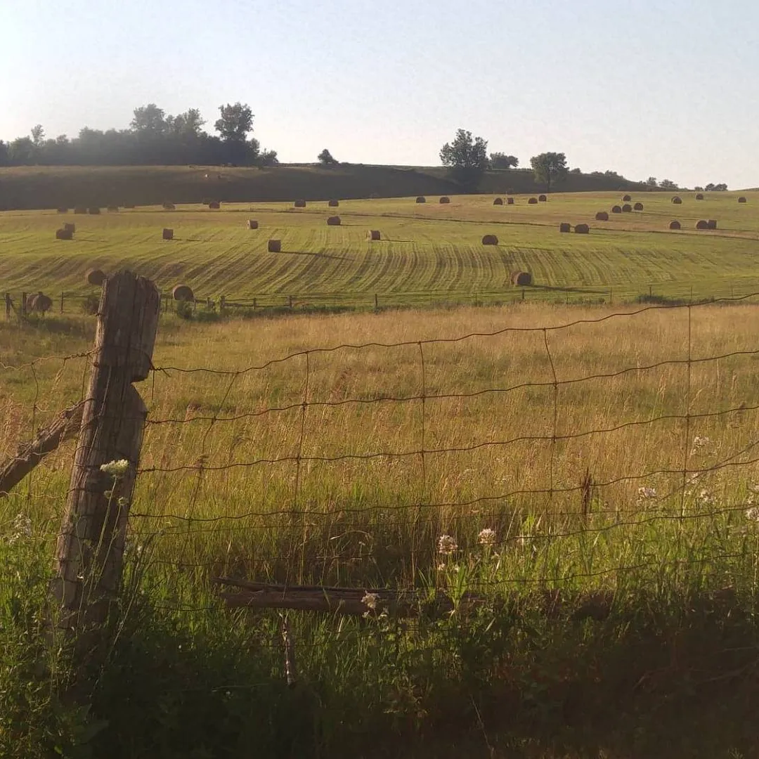 Mapleseed Pasture Competition