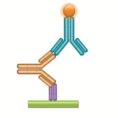 Anti-Biotherapeutic Antibodies