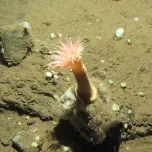 Innovation and Development