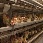 Salmet AGK 3600 Enriched Colony System
