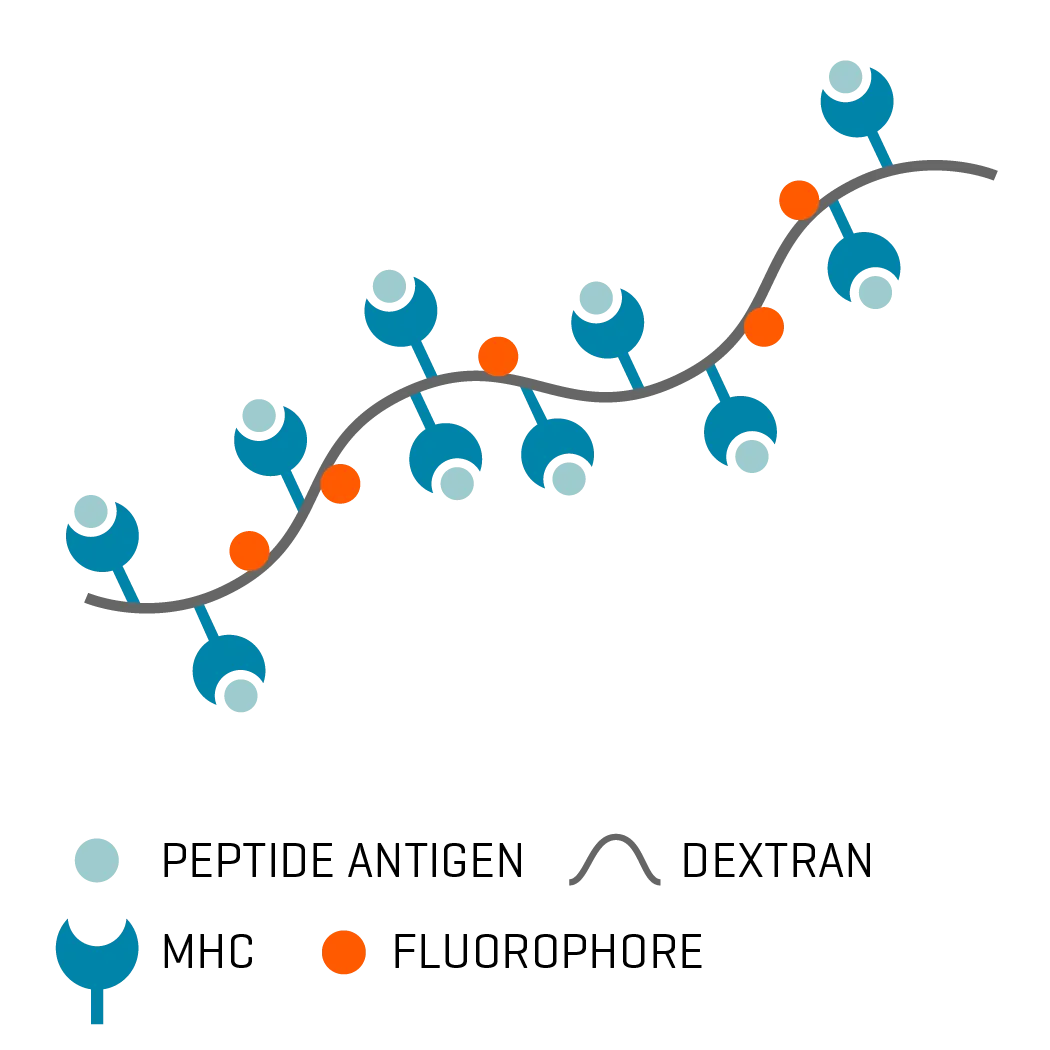 MHC Class I Dextramer® Reagents