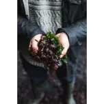 SALTVERK Seaweed Salt