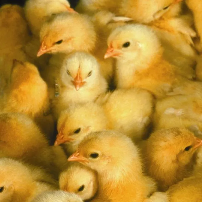 Ammonia in Poultry Barns Webinar