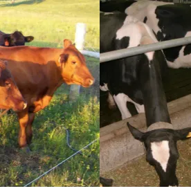 Dairy and Beef Cattle Production Blog - Current and Timely Information