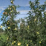 Evaluation des produits phytopharmaceutiques sous agrément BPE