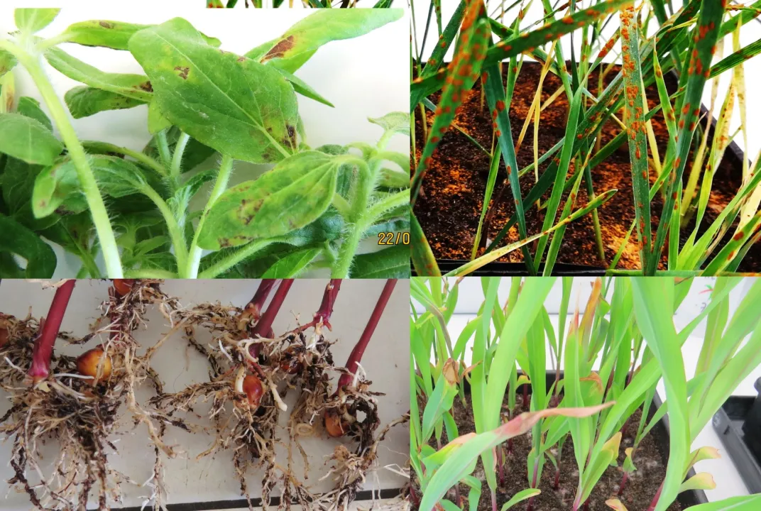 L’expertise du GEVES pour tester l’efficacité des produits et méthodes alternatives de biocontrôle