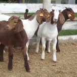 Introduction to Small Ruminant Production Course Video