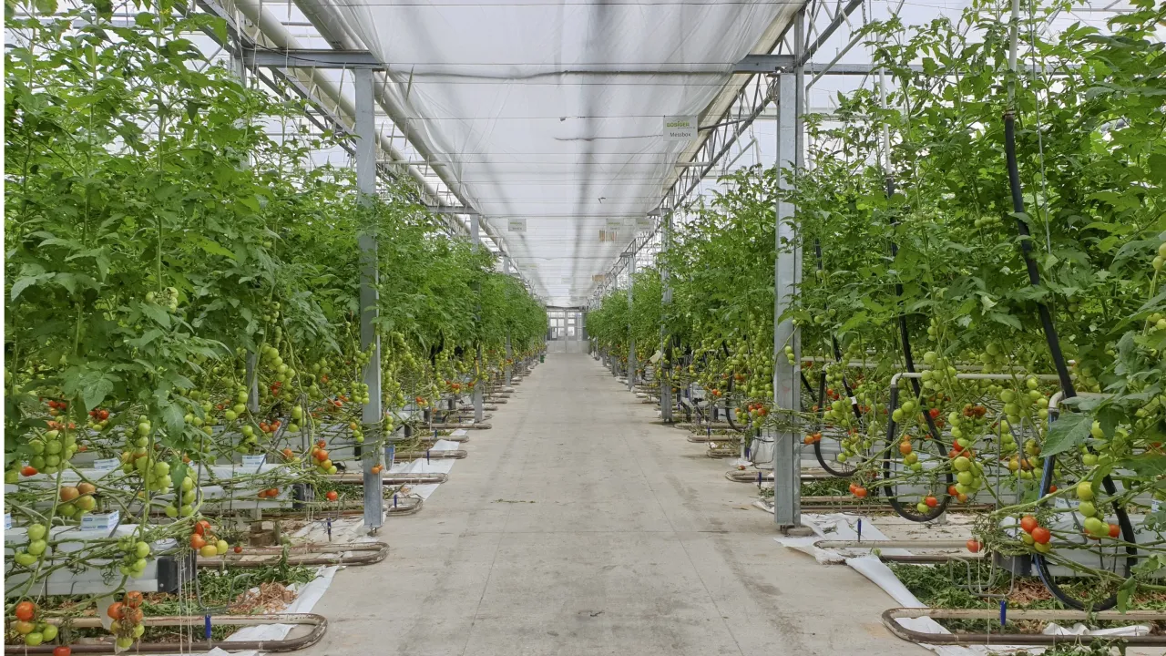 Optimising greenhouse energy TODAY