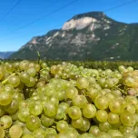 Chardonnay "Ogeaner"