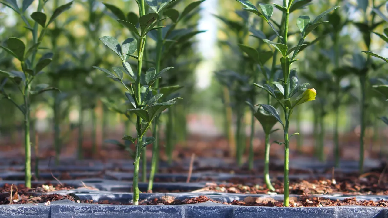 Biostimulants: effectiveness, limitations and examples of use