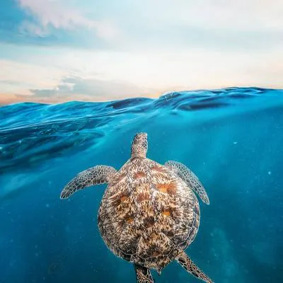 Wild Oman: Wonder of Arabia