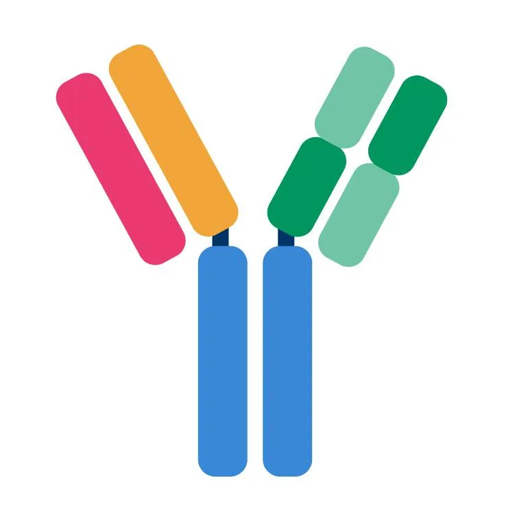 Antibody Discovery Services