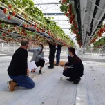 Evaluation de produits, outils et matériels pour les fruits et légumes