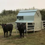 Advantage Feeders