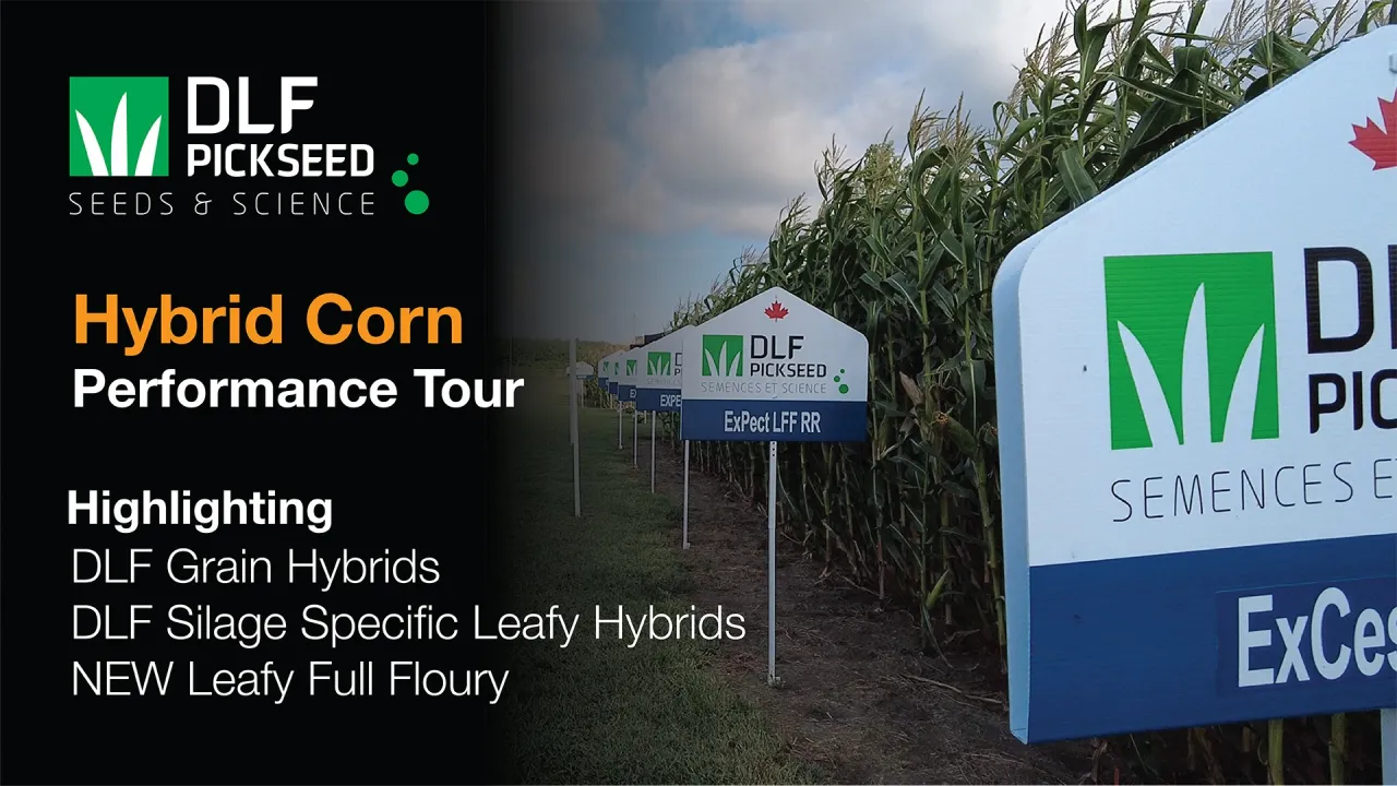 DLF Pickseed Corn Performance Tour