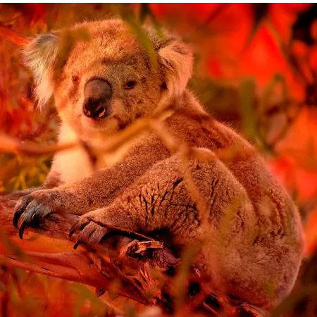 Bushfire Animal Rescue