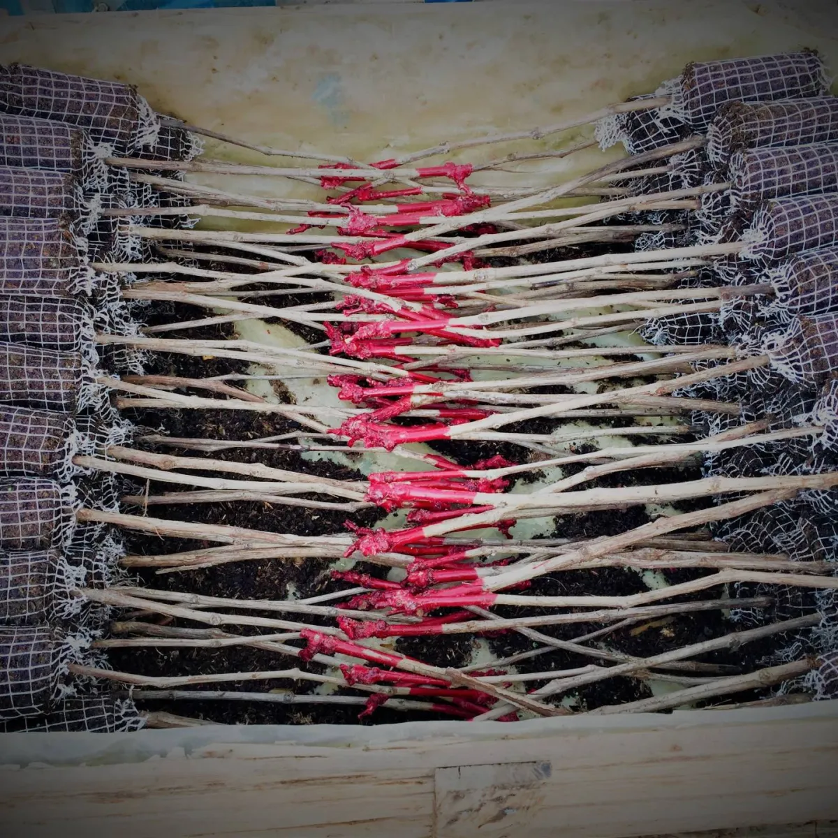 Plants de vignes en mottes
