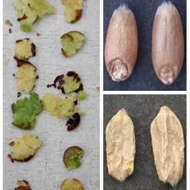 Disputing your grain grade