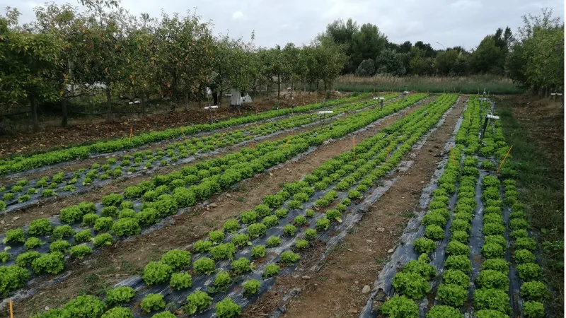 Organic soil improvers: impact on soil fertility and management of inputs