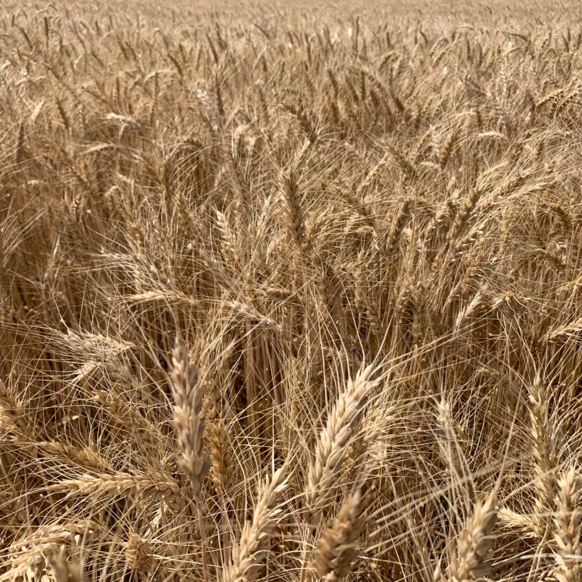 Winter Wheat