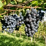 Merlot Riserva "Klausner"