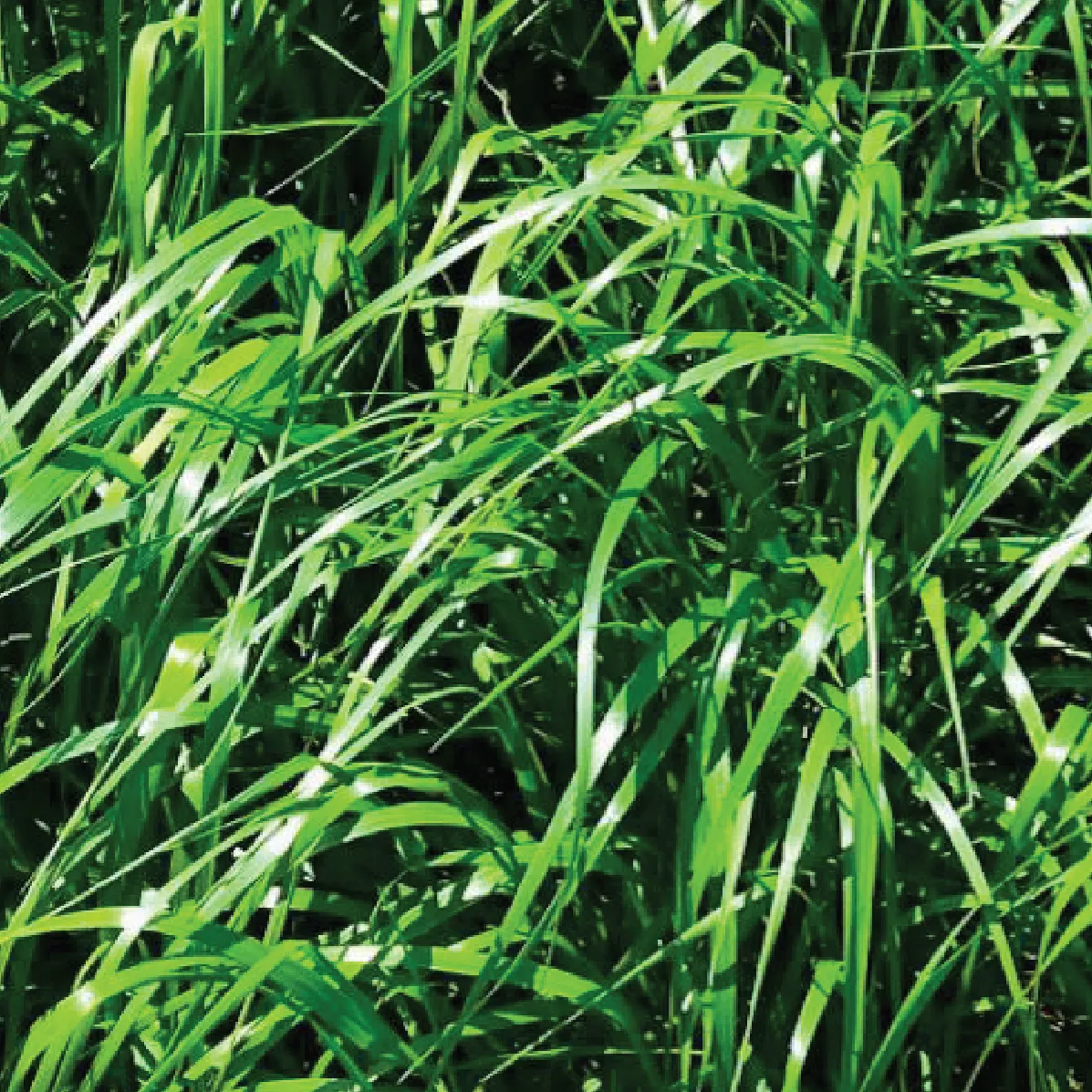 DLF Forage Varieties