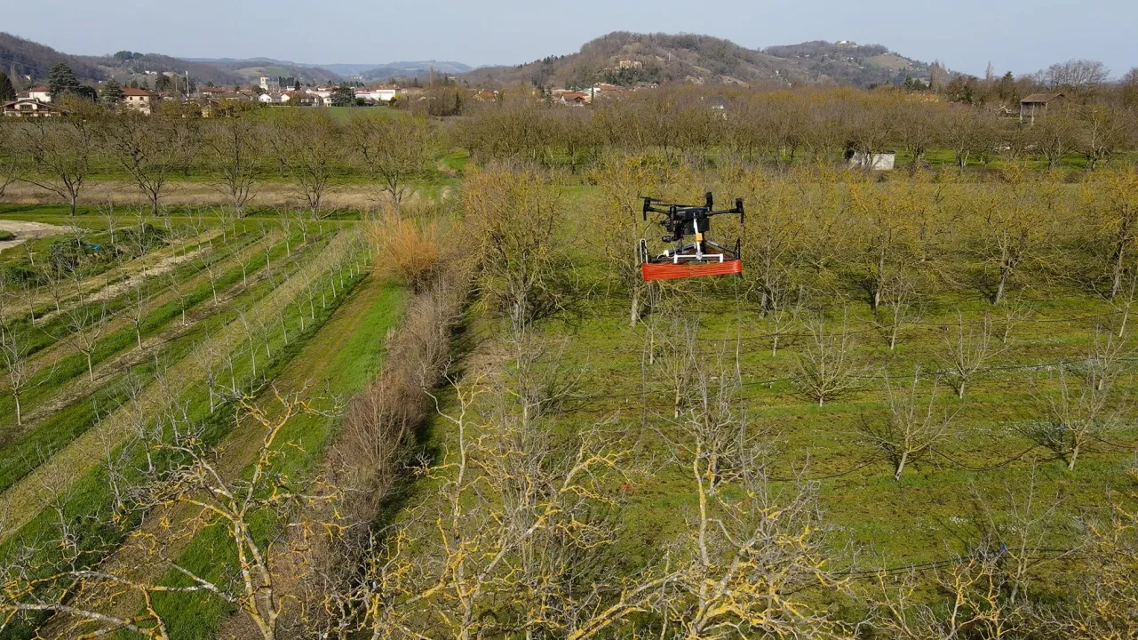 The technological revolution supporting biocontrol: drone-dropped pheromone dispensers in arboriculture