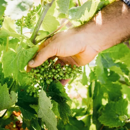 Domaine Christophe Marin