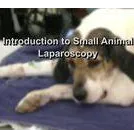 Introduction to Small Animal Laparoscopy.