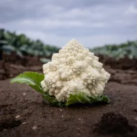 CARTESIO : Chou-Fleur Romanesco Blanc