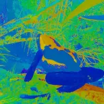 Inside Tumucumaque - a virtual reality installation