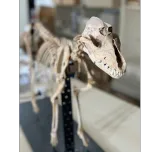 HOW CATS AND DOGS CONQUERED THE WORLD 2x52' 4K - a One Planet and Arte co-production