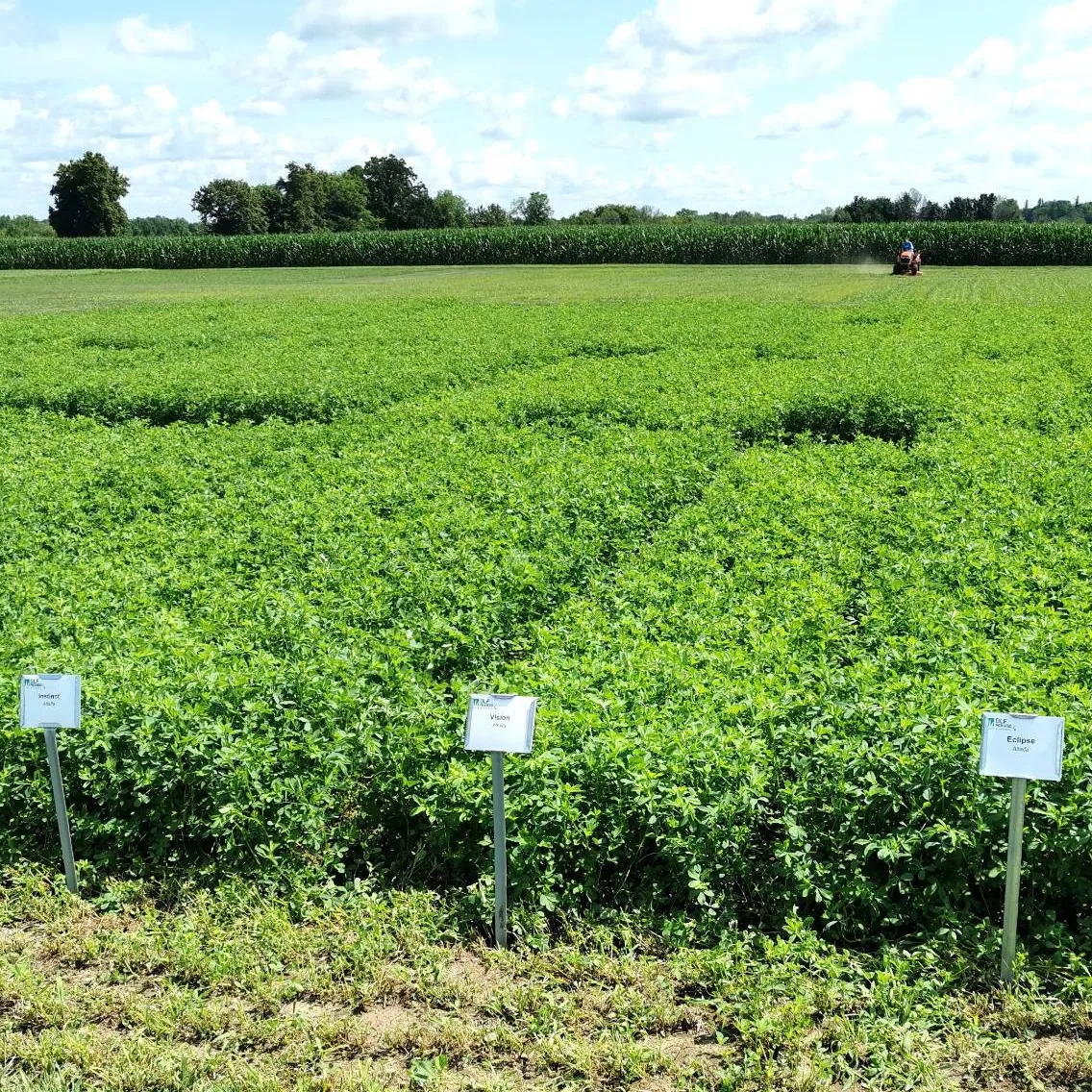 DLF Alfalfa Varieties