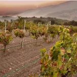 Taurasi Fatica Contadina Docg