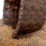 WPC 377 PP. ECO IMBUIA