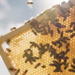 Taylor Pass Honey Monofloral Manuka UMF5+ / MGO83+