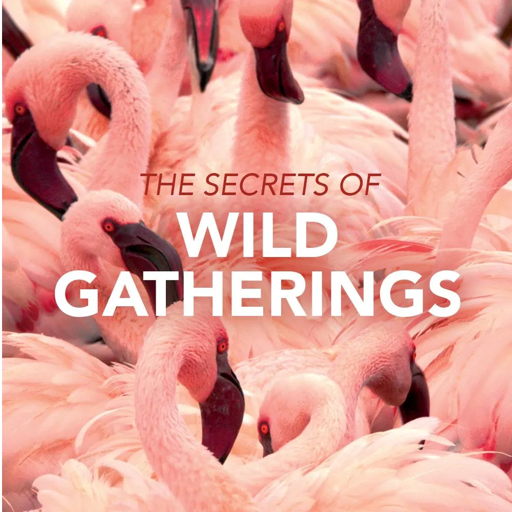 The Secrets of Wild Gatherings