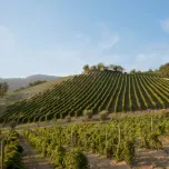 Greco di Tufo Loggia della Serra