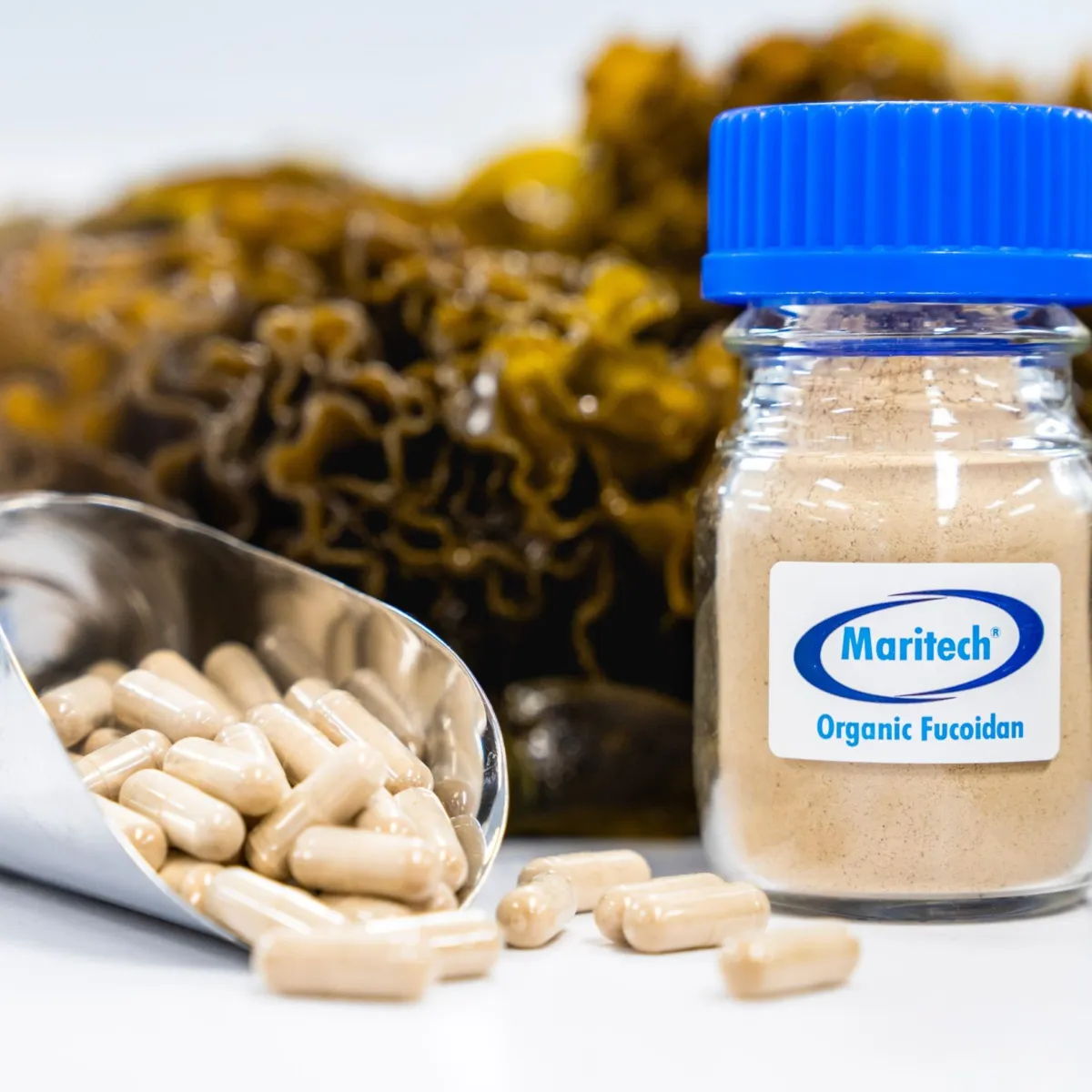 Maritech® Undaria pinnatifida extract