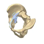 Trauma and Spine implants