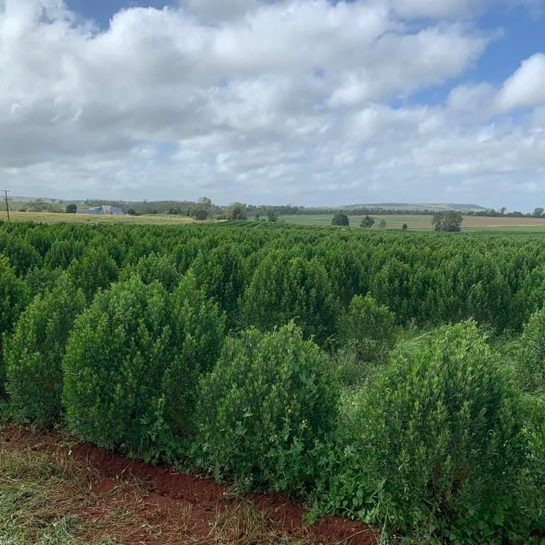 Scopolamine /Hyoscine Butly Bromide & Hyoscine Hydrobromide