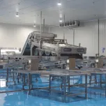 SHRIMP CLASSIFYING MACHINE