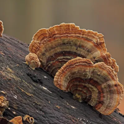 Turkey Tail (Trametes versicolor) Mushroom Mycelium