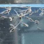 S Caviar (晋也Caviar/Shinya Caviar)