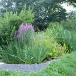 Plantes pour phytoépuration / lagunage