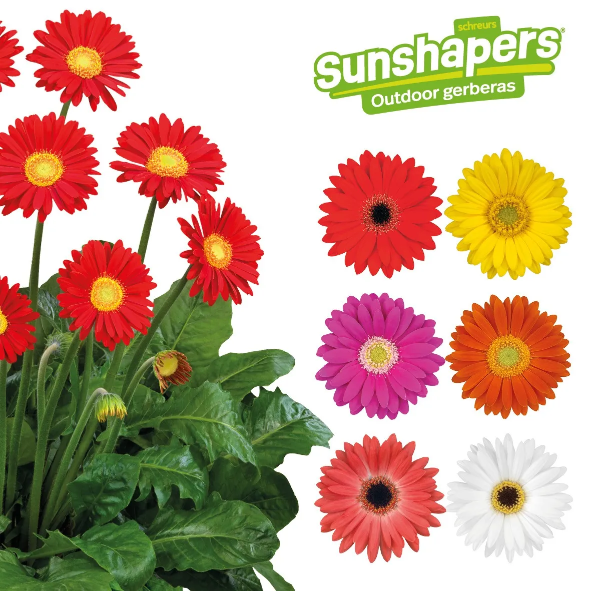 Gerbera Sunshapers Endless series